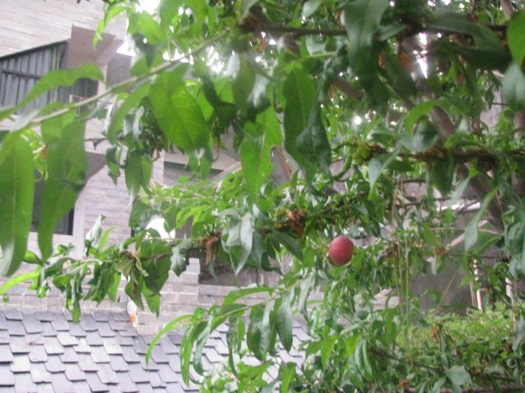 The Citadel Resorts, Jiya Palampur Exterior photo